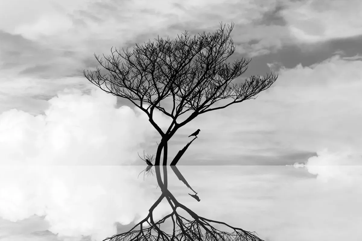 A solitary tree mirrored in still water so that its branches become roots