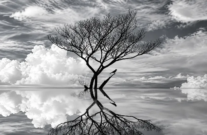 A solitary tree mirrored in still water so that its branches become roots